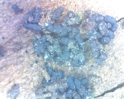 Ein paar Ausscheidungen von irgendwelchen Tieren.